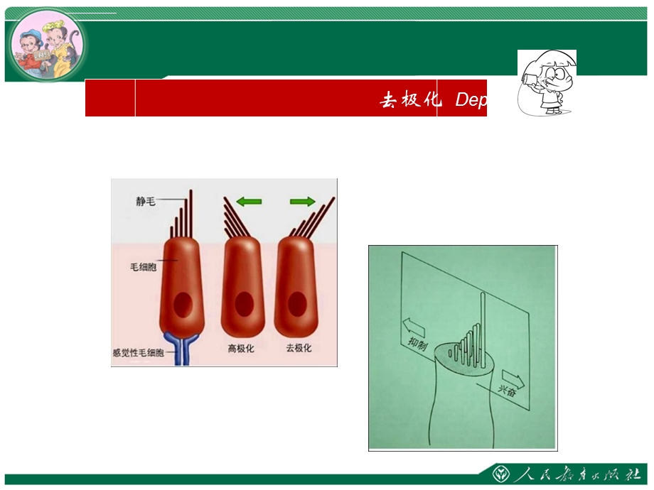 《前庭系统的功能解剖学》ppt课件.ppt_第3页