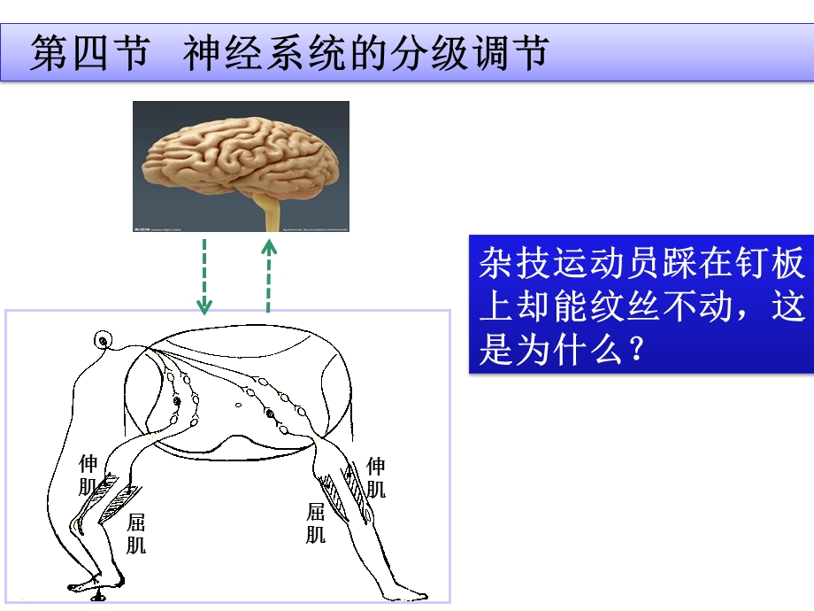 《神经系统的分级调节》人教版精讲课件PPT.pptx_第2页