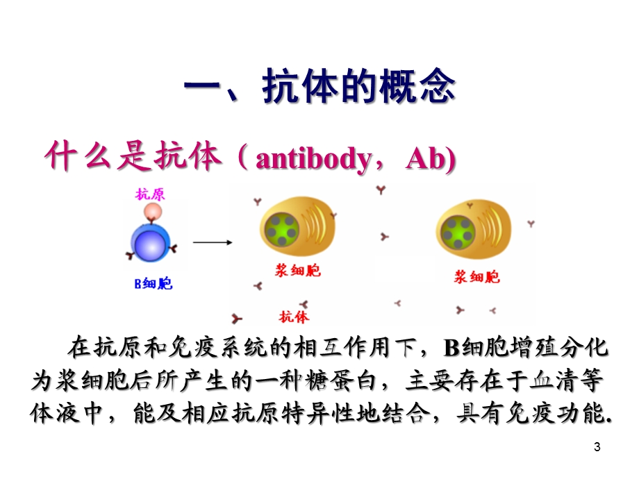 三节抗体微生物免疫学课件.ppt_第3页