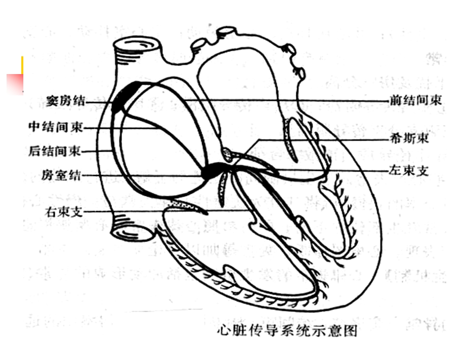 心律课件失常.ppt_第3页