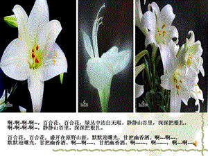 茹志鹃《百合花》课件.ppt