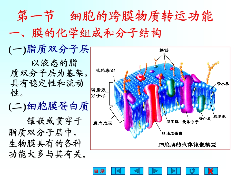 生理学课件细胞的基本功能.pptx_第2页