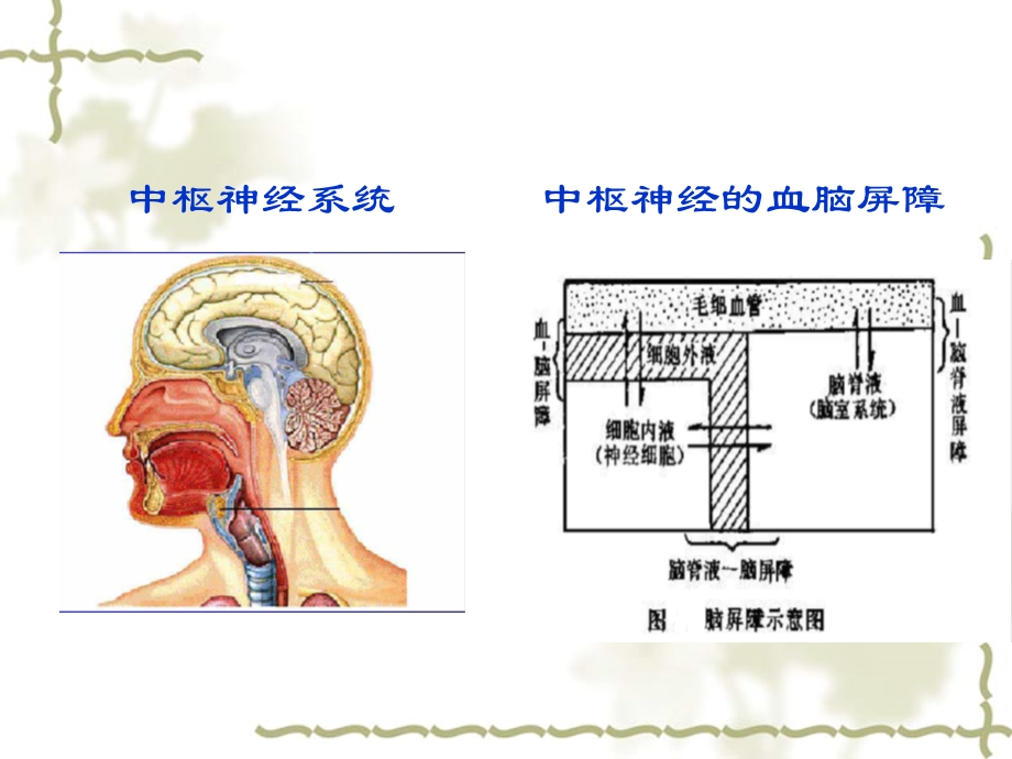 二章中枢神经系统药物课件.pptx_第2页