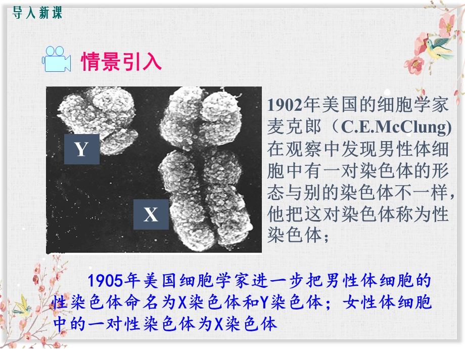 人教版八年级生物下册课件人的性别遗传.ppt_第2页