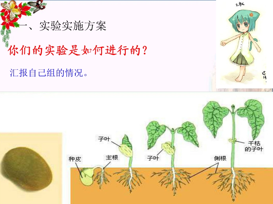 五年级科学上册1.2种子发芽实验(二)课件2教科版.ppt_第2页