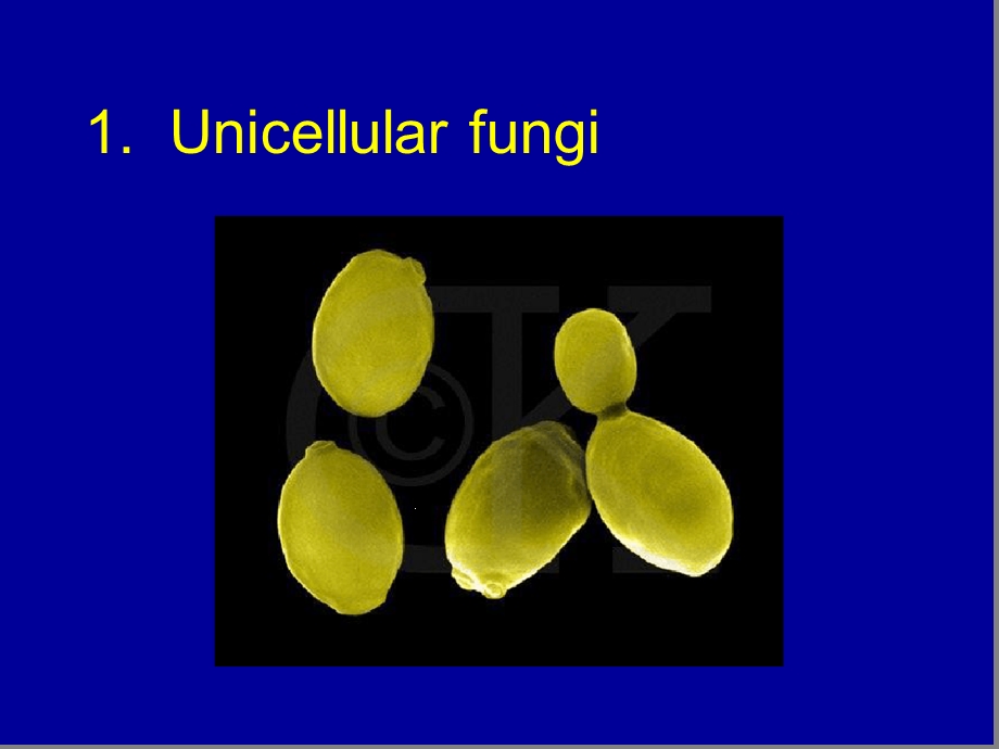 临床微生物真菌学英文课件.ppt_第3页