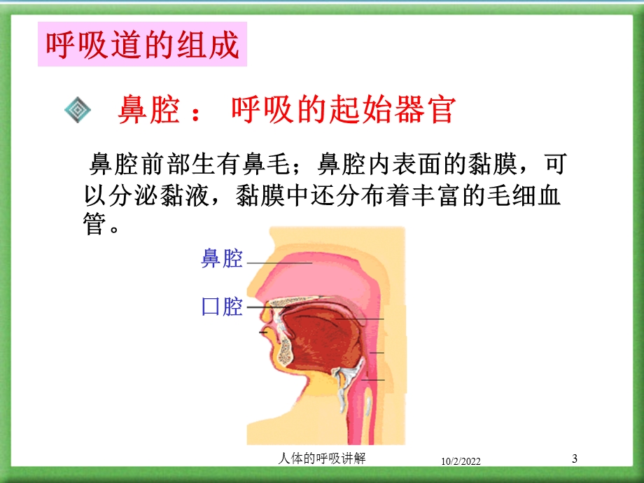 人体的呼吸讲解培训课件.ppt_第3页