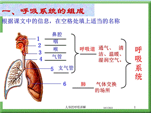 人体的呼吸讲解培训课件.ppt