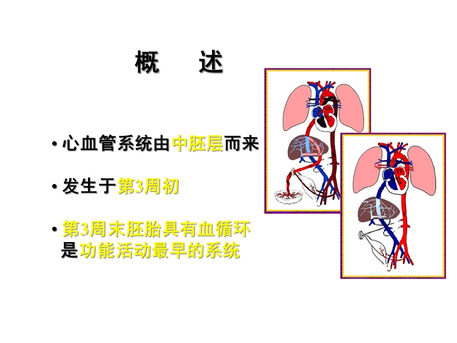 人体组织学与胚胎学(之心脏发生).ppt_第2页