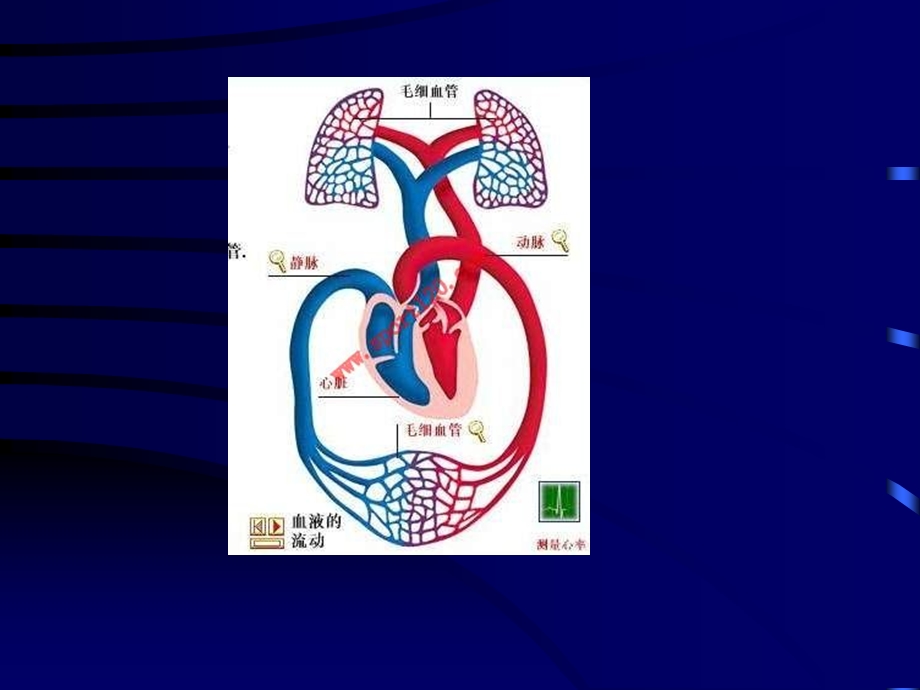 2章局部血液循环障碍ppt课件.ppt_第3页