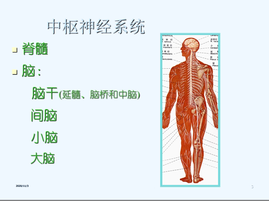 人体解剖生理学第三章神经系统解剖课件.ppt_第3页