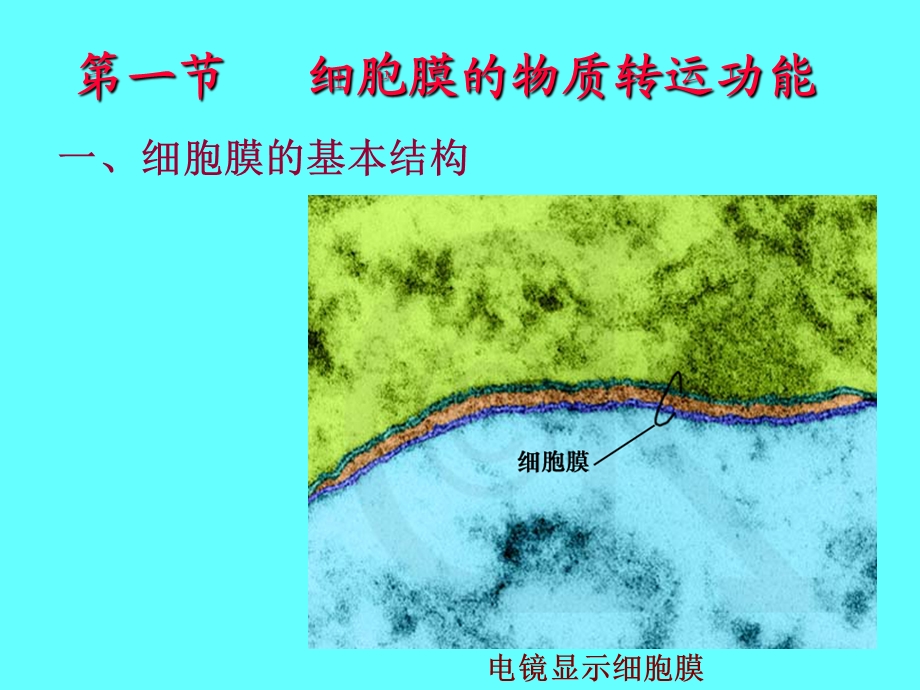 人体解剖生理学课件jc整理第三章细胞的基本功能.ppt_第3页