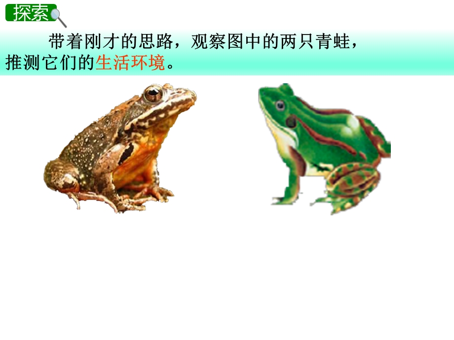 《谁选择了它们》PPT课件教科版科学.pptx_第3页