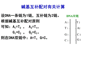 DNA分子的结构与复制计算教程ppt课件.ppt