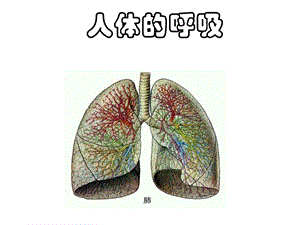 人体的呼吸复习课件.ppt