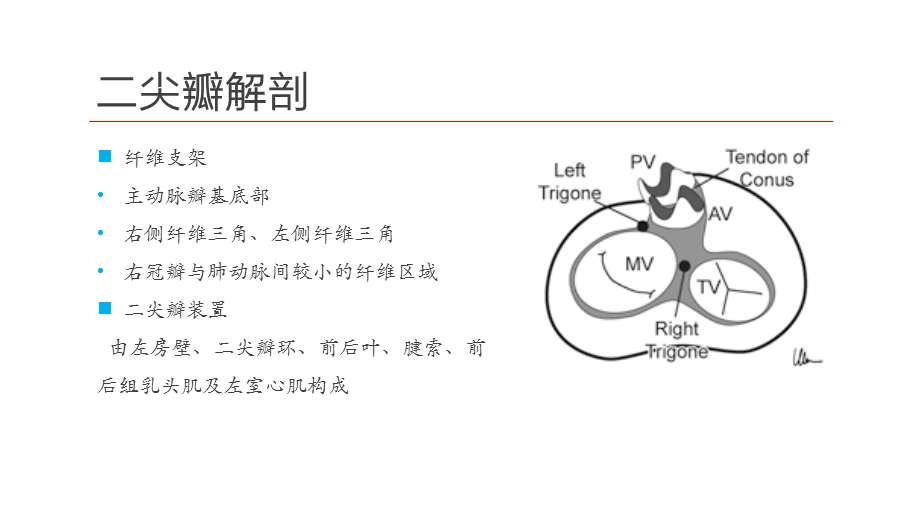 二尖瓣狭窄及关闭不全的超声诊断ppt课件.pptx_第2页