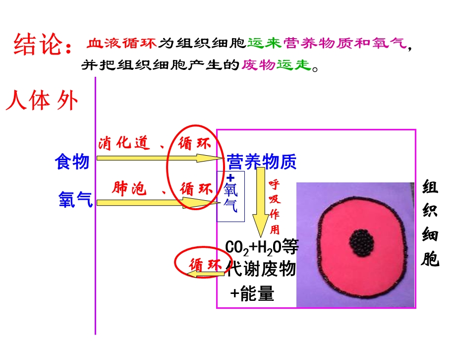 人体内废物的排出(复习)ppt课件.ppt_第3页