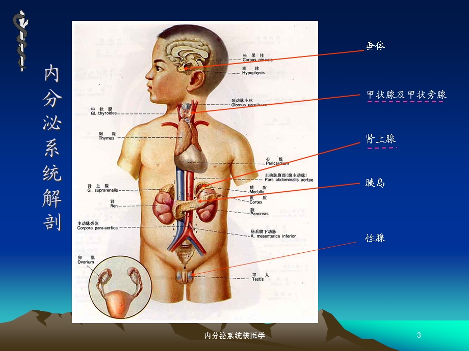 内分泌系统核医学培训课件.ppt_第3页