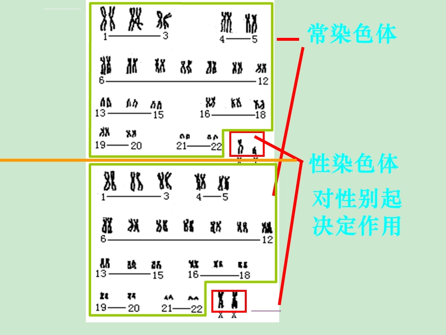 一轮复习伴性遗传ppt课件.ppt_第3页