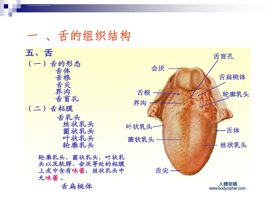 《舌诊》ppt课件.ppt_第2页