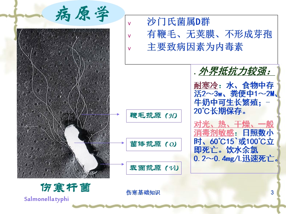 伤寒基础知识培训课件.ppt_第3页