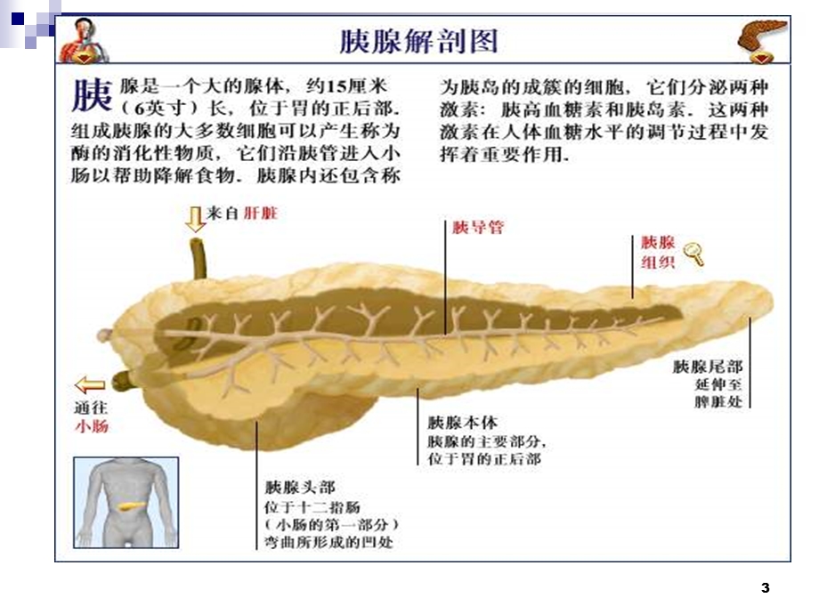 内科护理学第十一节胰腺炎及胰腺肿瘤病人的护理课件.ppt_第3页