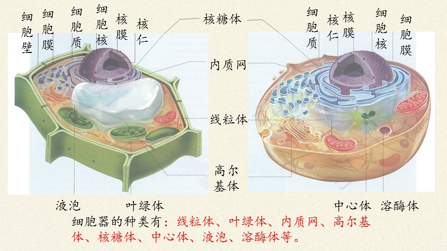 人教版《细胞器之间的分工合作》ppt课件.pptx_第2页