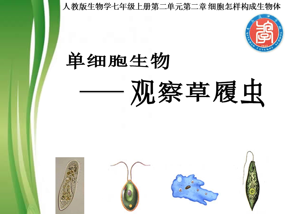 初中生物 单细胞生物观察草履虫教学课件设计.ppt_第1页