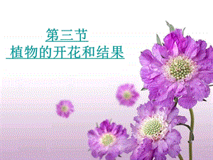 《植物的开花和结果》ppt课件.ppt