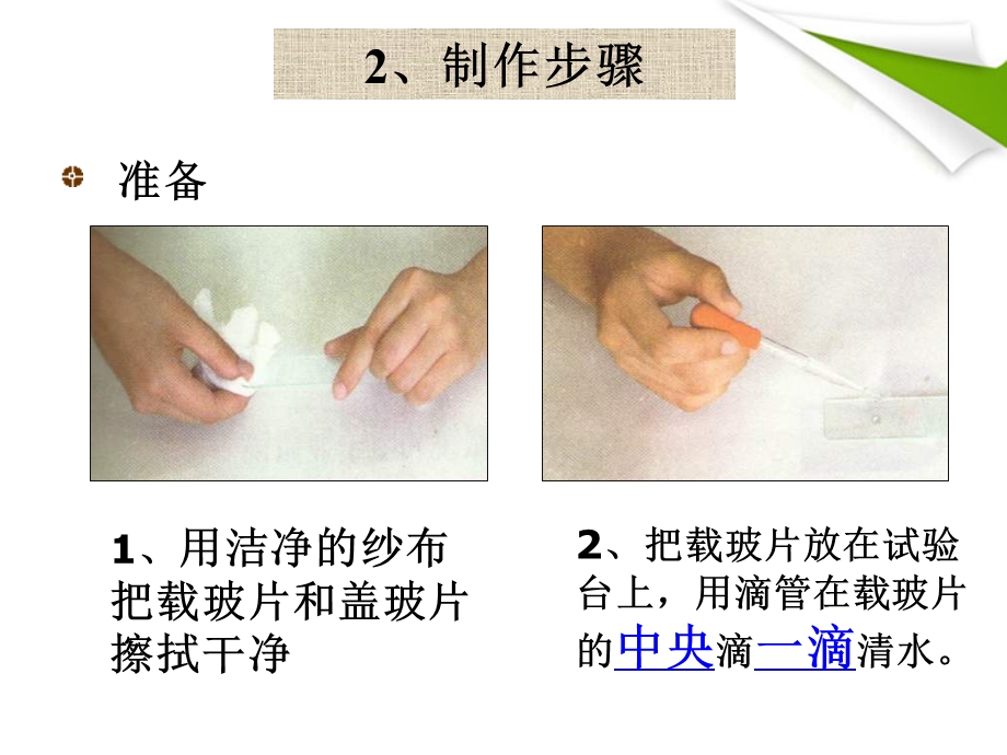 七年级生物上册观察植物动物细胞ppt课件.ppt_第3页