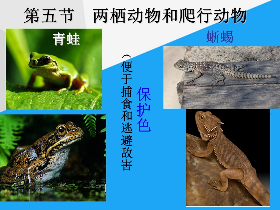 公开课两栖动物和爬行动物课件.ppt_第3页