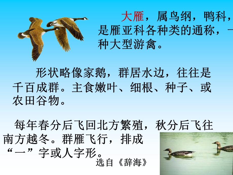 《大雁归来》优秀ppt课件.ppt_第3页