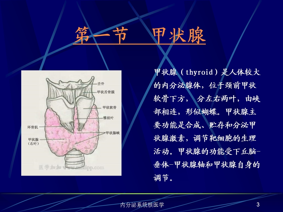 内分泌系统核医学课件.ppt_第3页