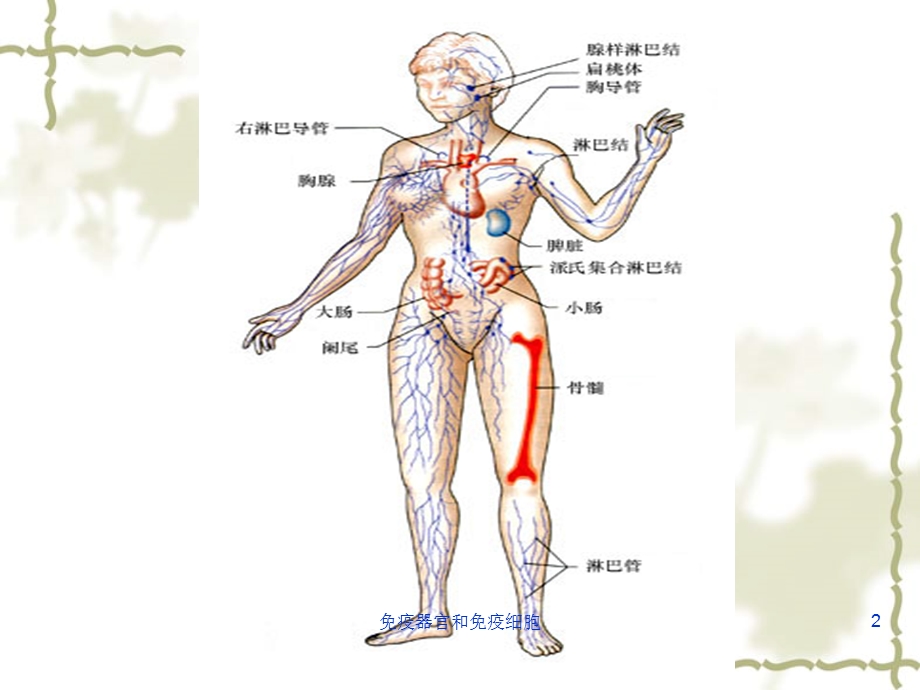 免疫器官和免疫细胞课件.ppt_第2页