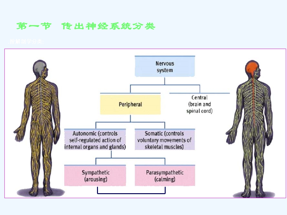 传出神经系统药理学概论.ppt_第2页