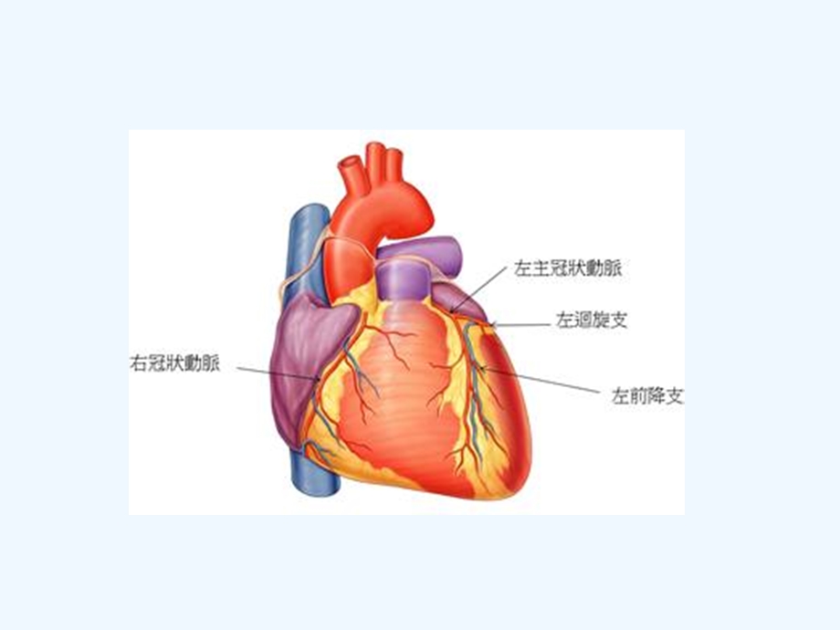 冠心病药物治疗课件.ppt_第2页