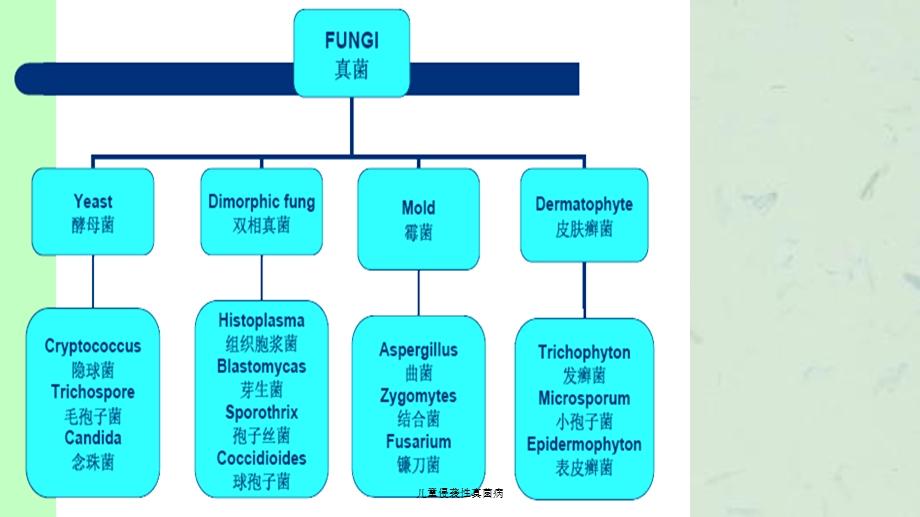 儿童侵袭性真菌病课件.ppt_第2页