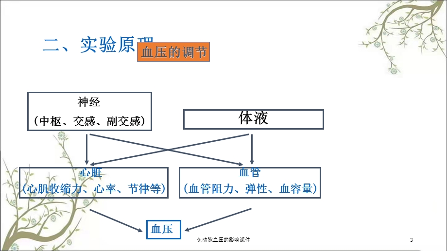 兔动脉血压的影响课件.ppt_第3页