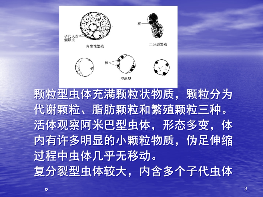 其他消化道寄生原虫教学课件.ppt_第3页