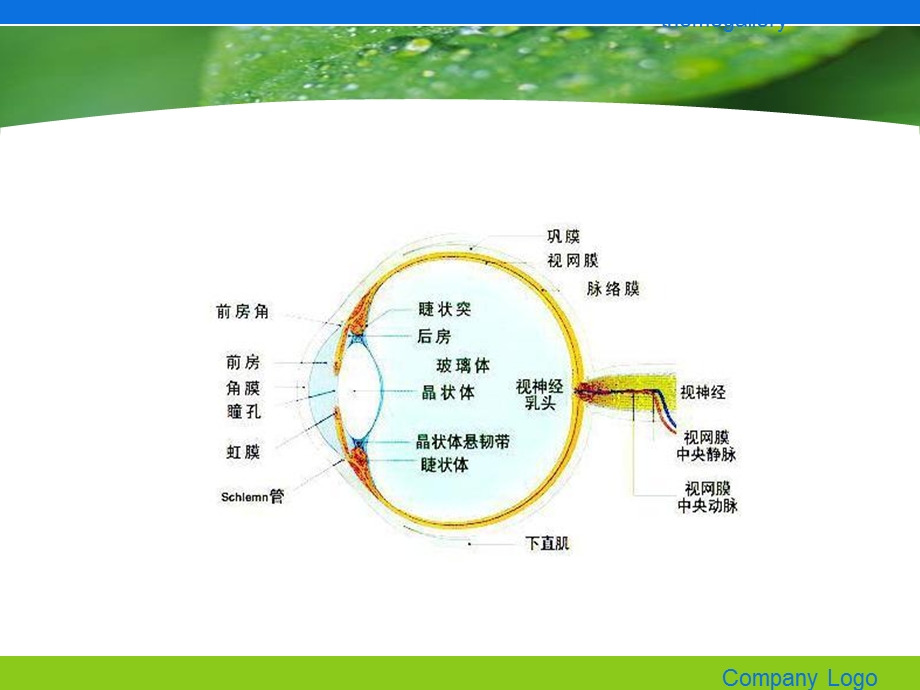 全科医师培训眼科医学课件.ppt_第2页