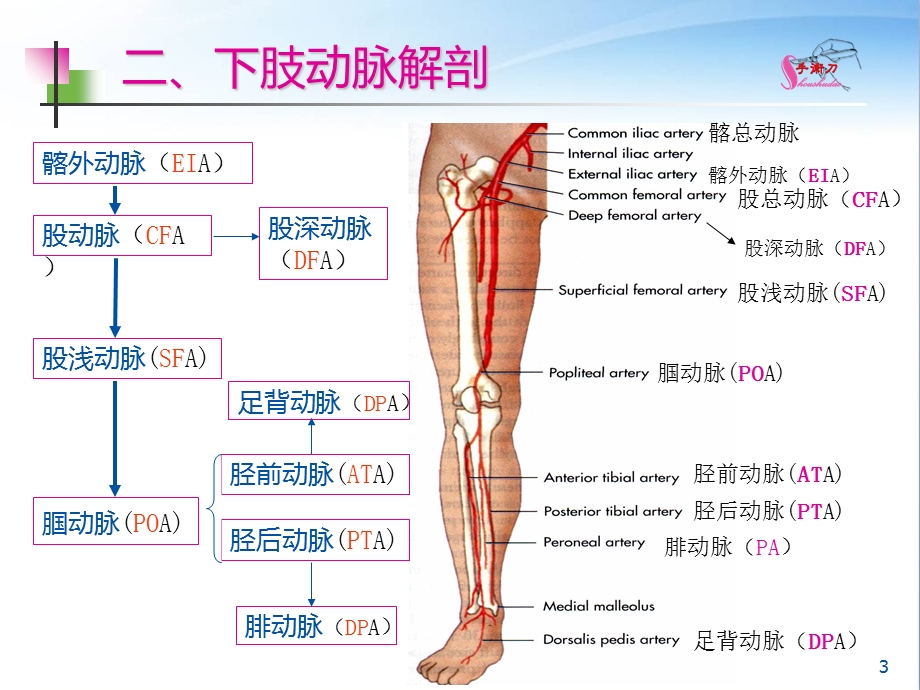 下肢血管的超声检查及正常声像图ppt课件.ppt_第3页