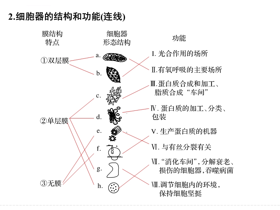 一轮复习细胞器与生物膜系统ppt课件.ppt_第3页