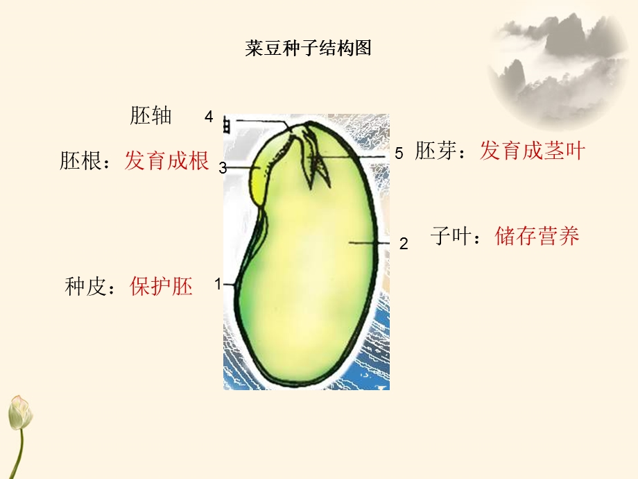 《植物的种子》ppt课件.pptx_第2页