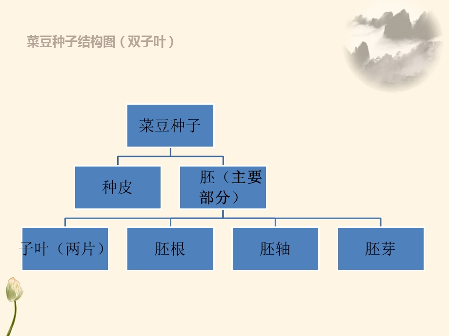 《植物的种子》ppt课件.pptx_第3页