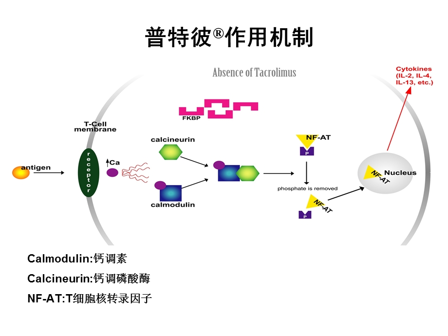 免疫抑制剂在银屑病中的应用概要课件.ppt_第2页