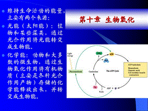 化学生物学第十章+生物氧化课件.ppt