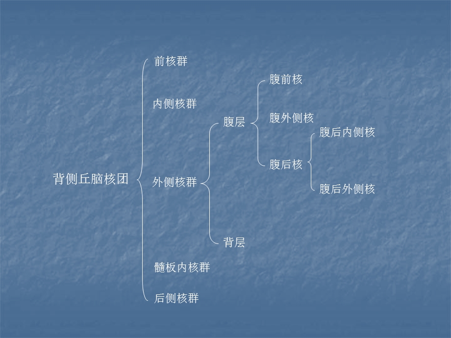 丘脑的解剖及临床ppt课件.ppt_第2页