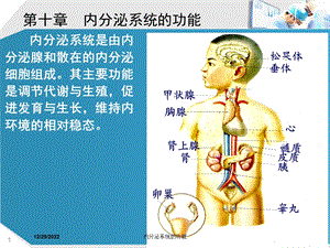 内分泌系统的功能课件.ppt