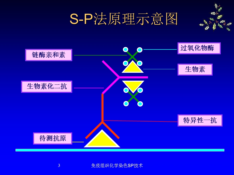 免疫组织化学染色SP技术培训课件.ppt_第3页