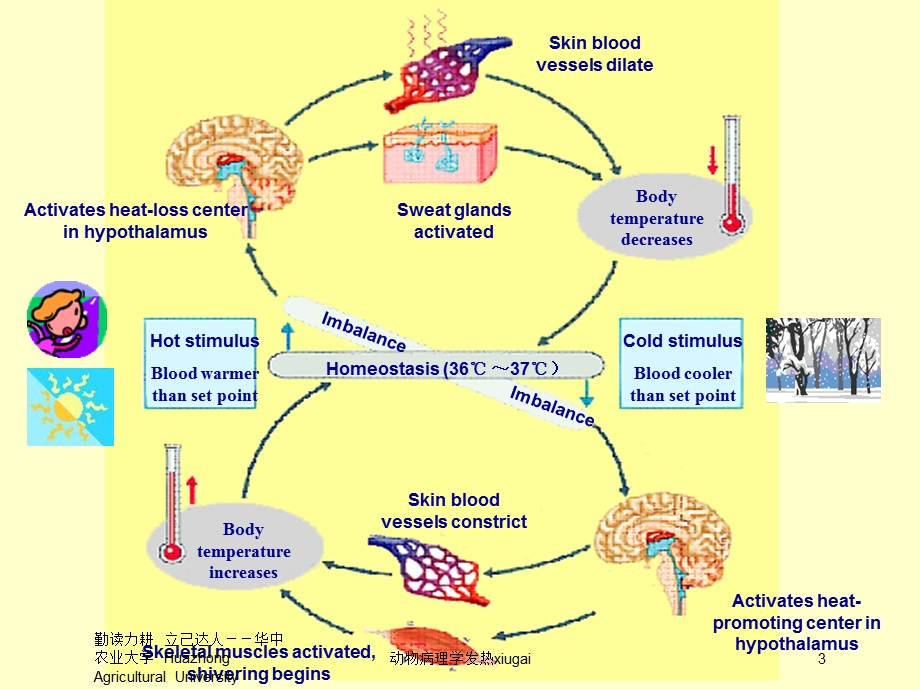 动物病理学发热xiugai培训课件.ppt_第3页
